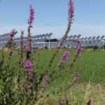 Agrivoltaico: Sinergia tra Agricoltura e Energia Rinnovabile