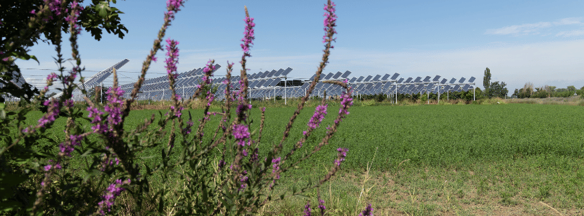 Agrivoltaico: Sinergia tra Agricoltura e Energia Rinnovabile